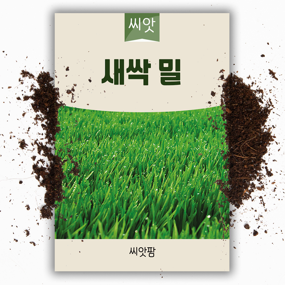 새싹씨앗 밀싹 새싹 채소 키우기 - 상품 이미지