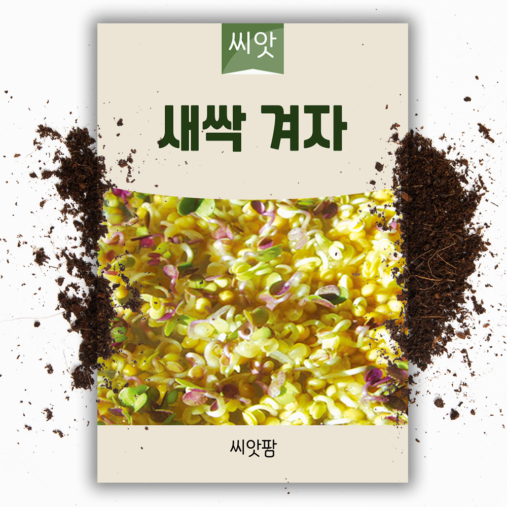 새싹씨앗 겨자 새싹채소 겨자 키우기 - 상품 이미지