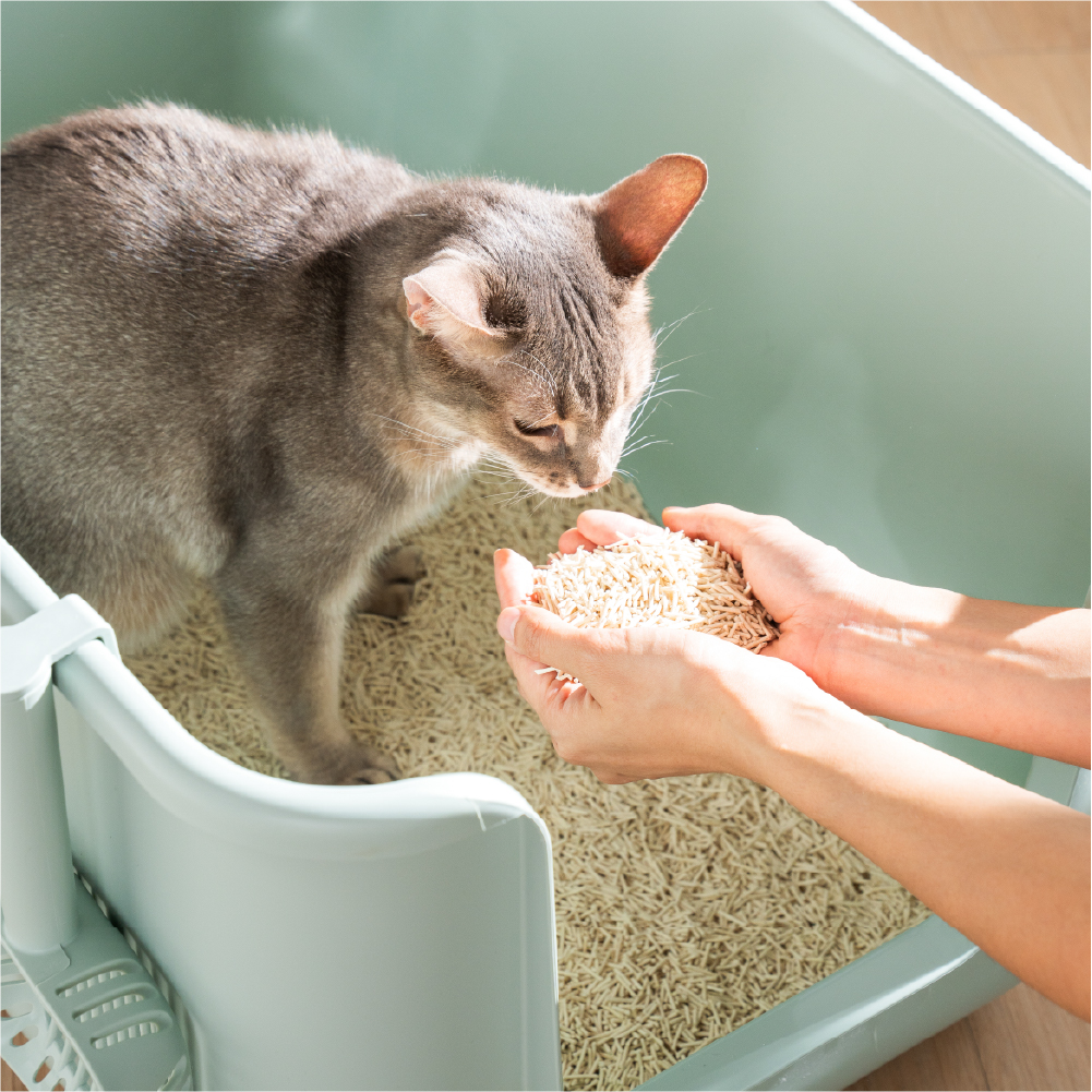 캣츠태그 두부모래 완두섬유 2.5kg 최상등급 이미지 3