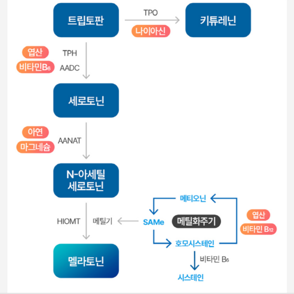 식물성 남성 멜라토닌 트립토판 세로토닌 - 상세 이미지 4