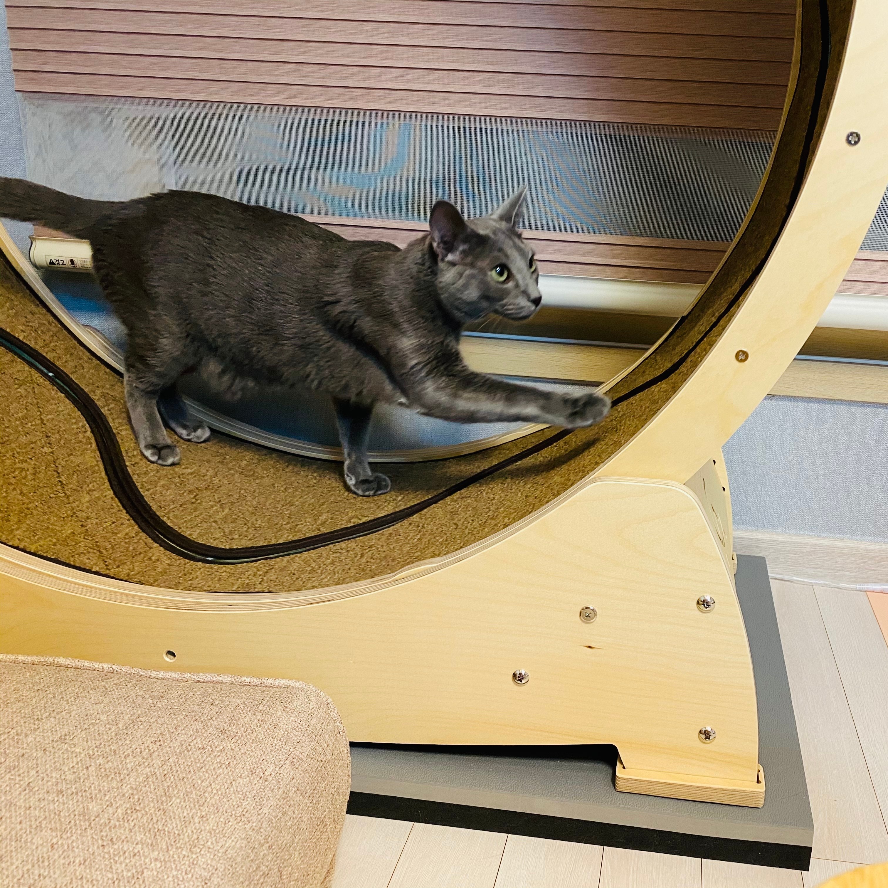 덕진스펀지 캣휠 무소음 층간소음 방지 방진 매트 패드