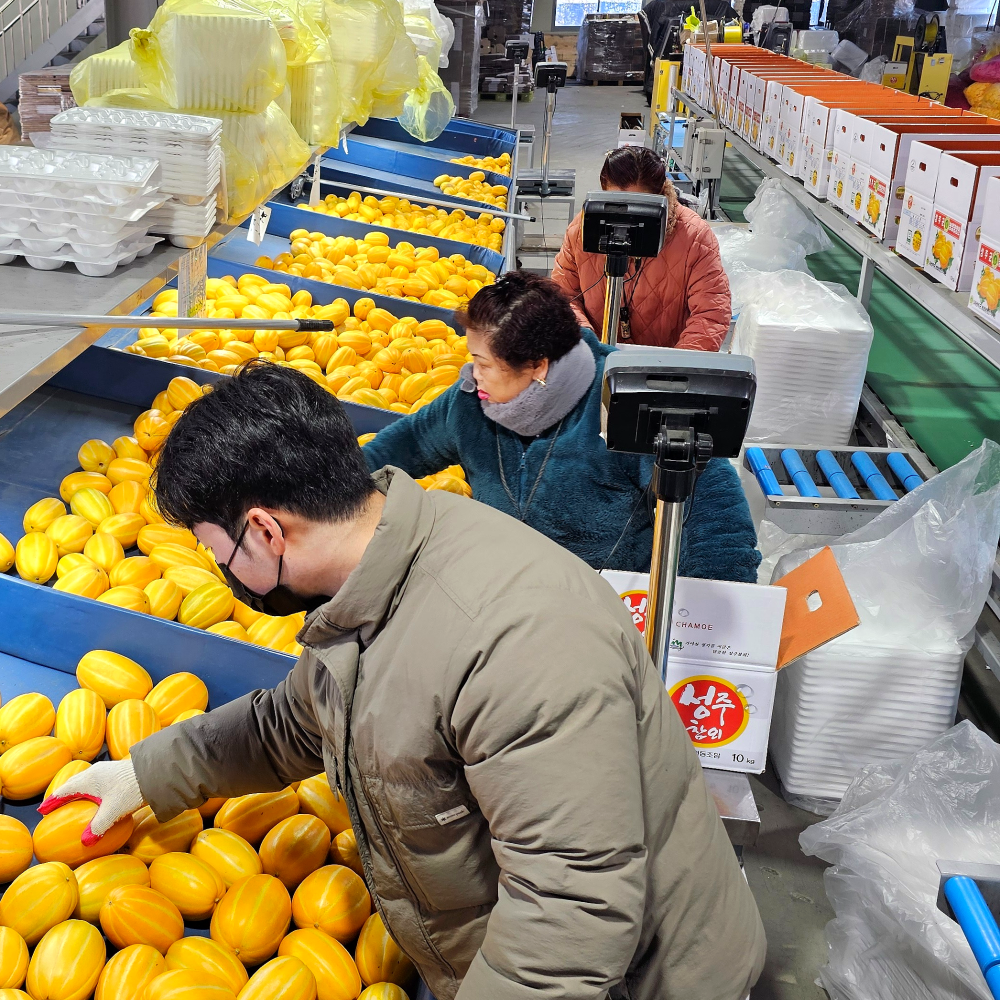 성주참외 꼬마참외 참외구매 참외후기 10kg참외