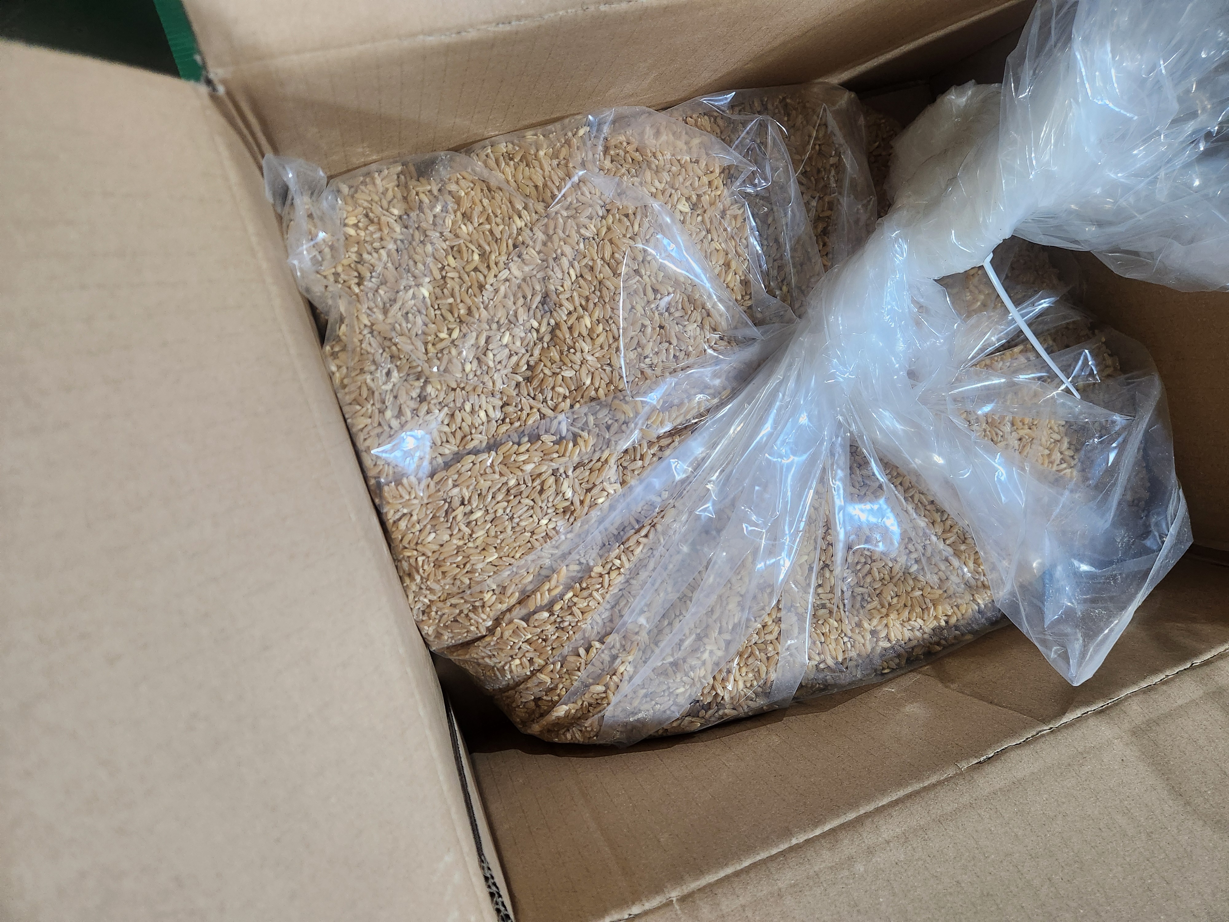 고객감사 특A급 카뮤트 쌀10Kg 벌크 호라산밀 통곡물 당뇨쌀 카무드 쌀 잡곡 10kg, 1개 - 상세 이미지 2