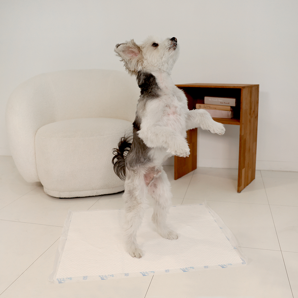 포우리 퀵드라이 고흡수 배변패드 큰패드 논슬립 두꺼운 대형, 20매입, 1개