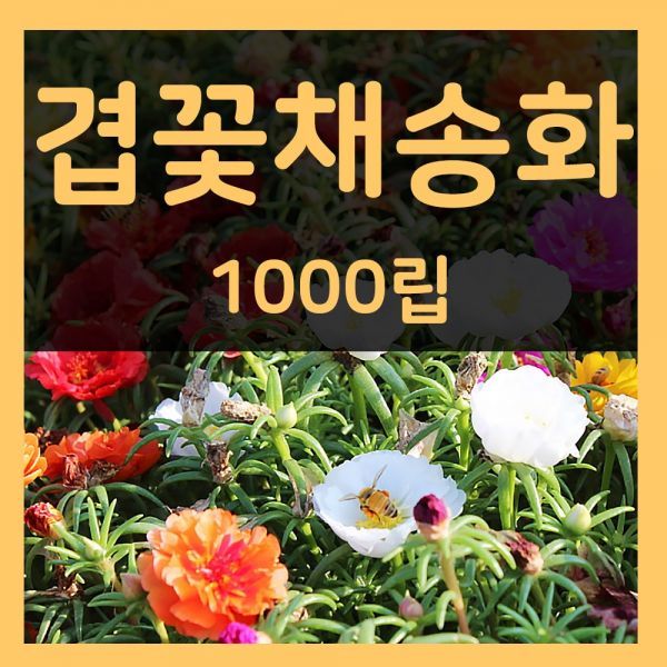 겹채송화씨 1000립 겹채송화 씨앗 포체리카씨 꽃 종자 : 엑시트집