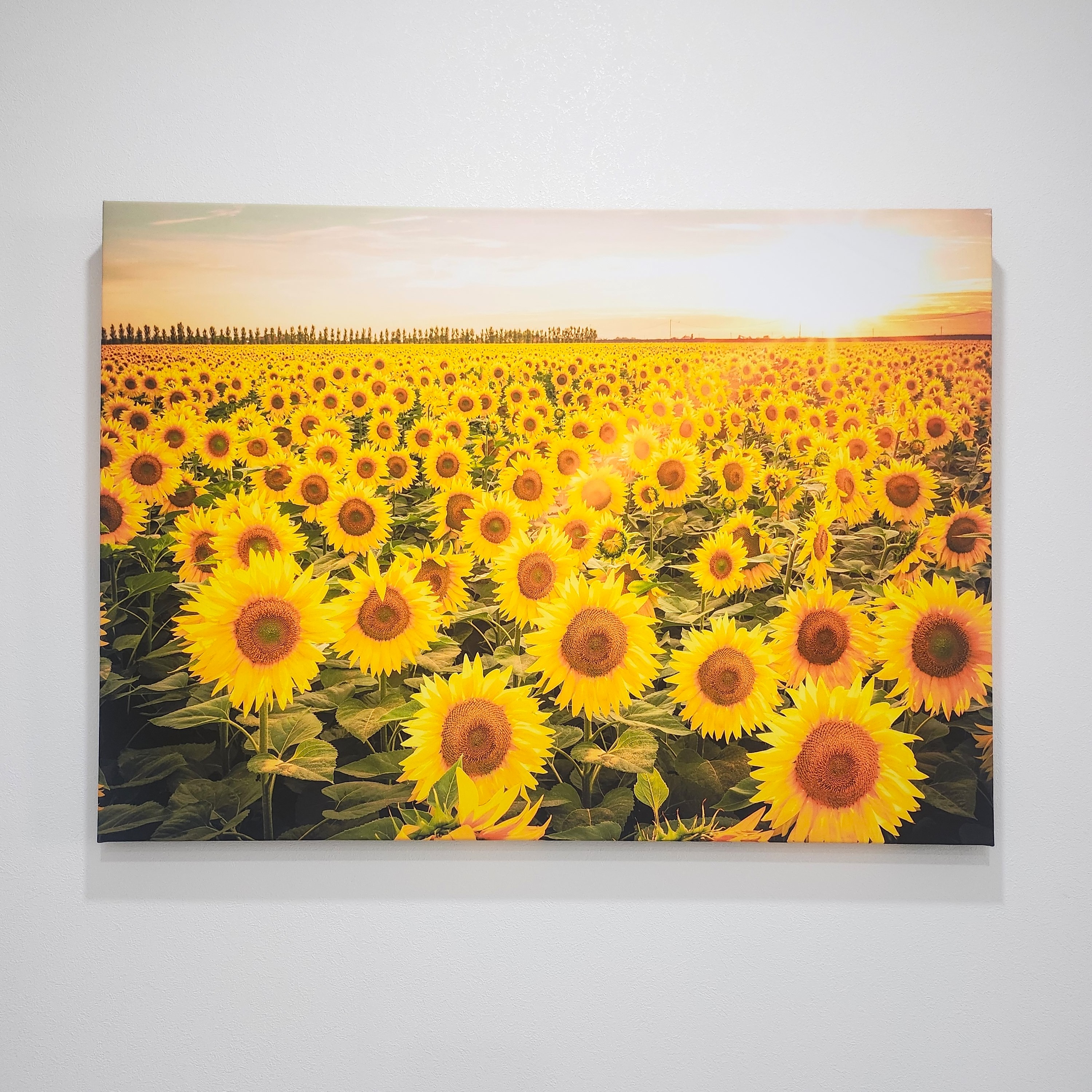 해바라기 액자 120x80cm 그림 돈들어오는 벽인테리어 사무실 거실 황금빛 해바라기들판