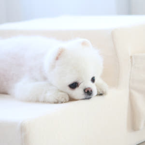 초코펫 강아지 계단 유기농 오가닉 스텝 2단 솔직 후기 | 실제 사용자 리뷰 총정리 - 상품 이미지 2