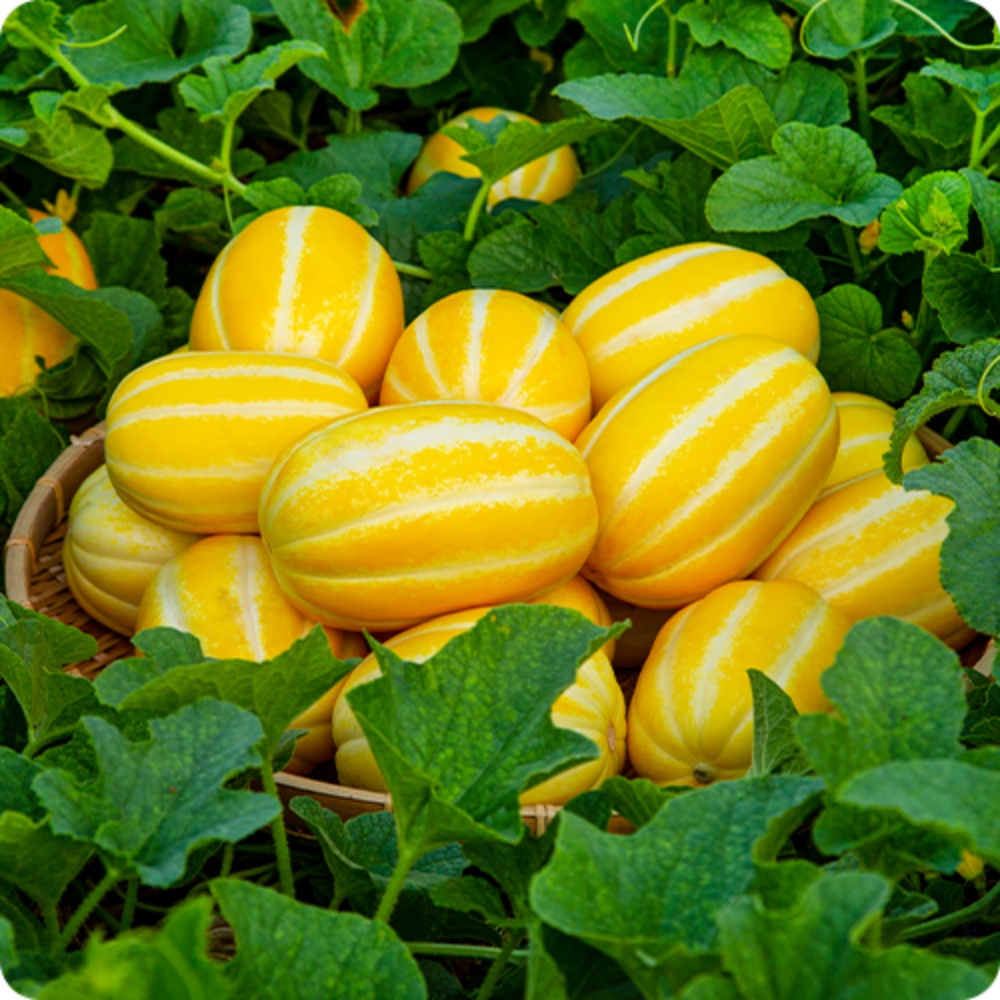 산지직송참외 가정용 못난이 성주꿀참외 하우스