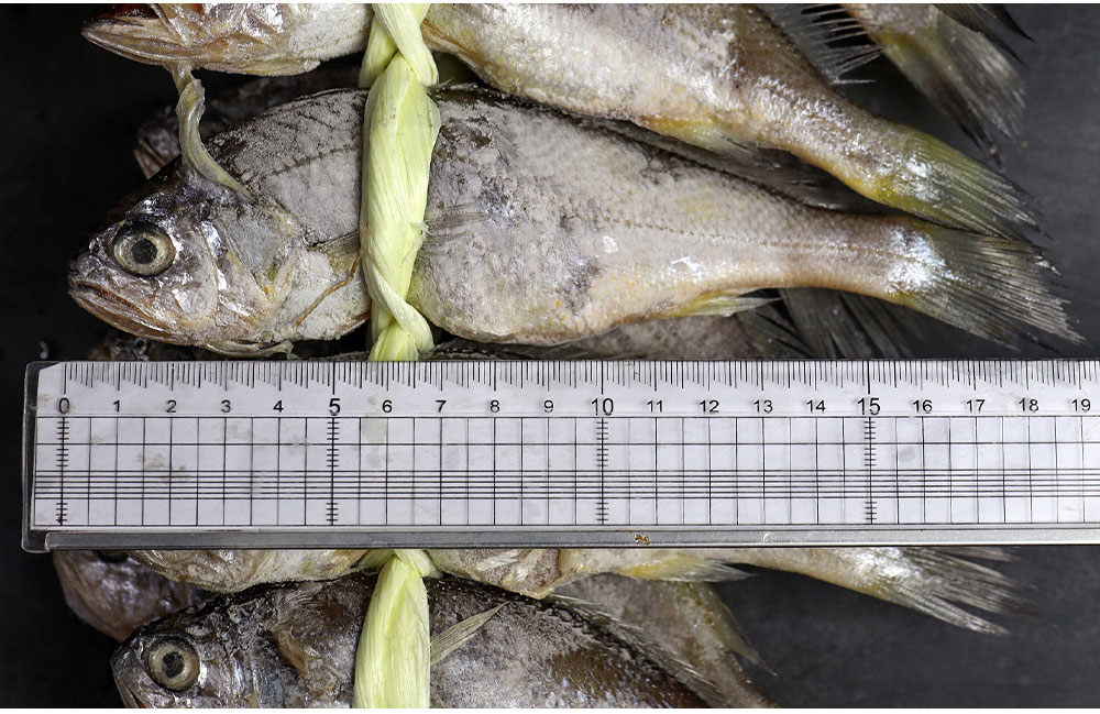 국내산 법성포 영광굴비 조기굴비 참굴비 선물용 영광특산품 20미 1.6kg, 1개 - 상세 이미지 3