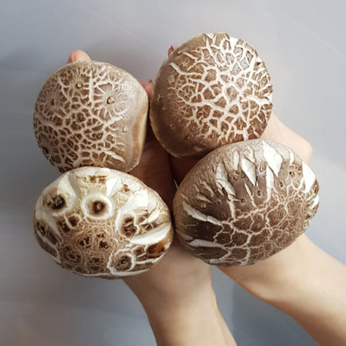 표고버섯배지(40cm) : 미래과학