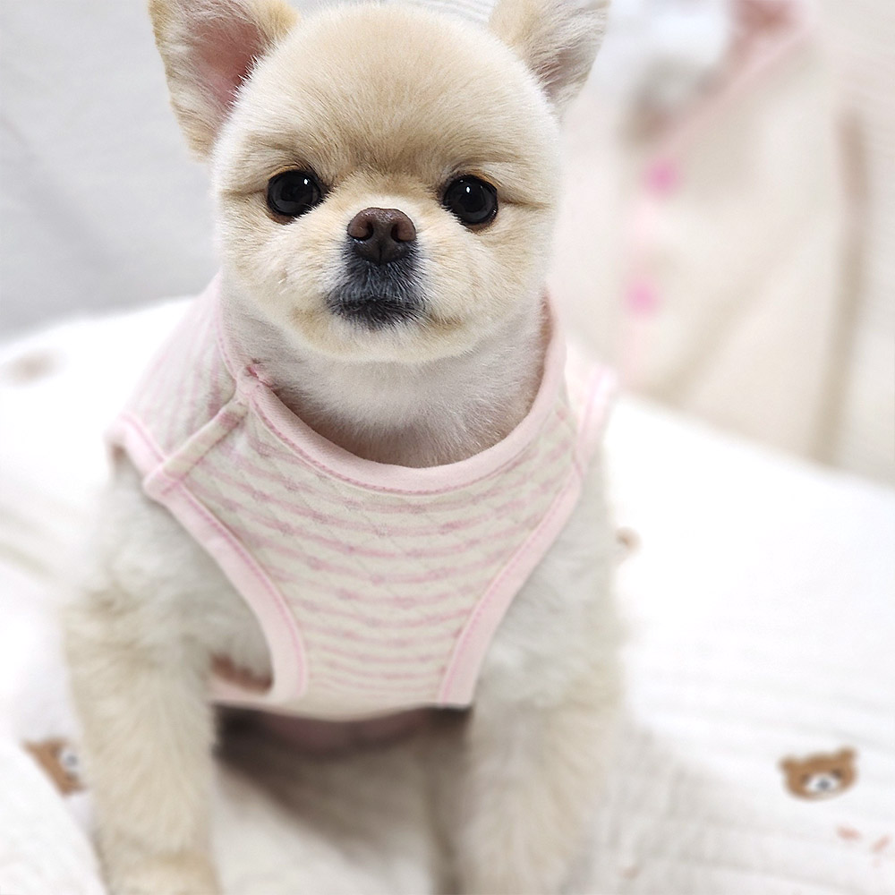 강아지옷 대형견 누빔조끼 오가닉내복 잠옷 중형견 라이언킹 누빔조끼 이미지 6
