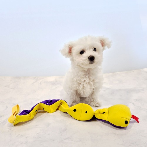 뱀 노즈워크 장난감 네오플랜소재 강아지 분리불안 스트레스 해소