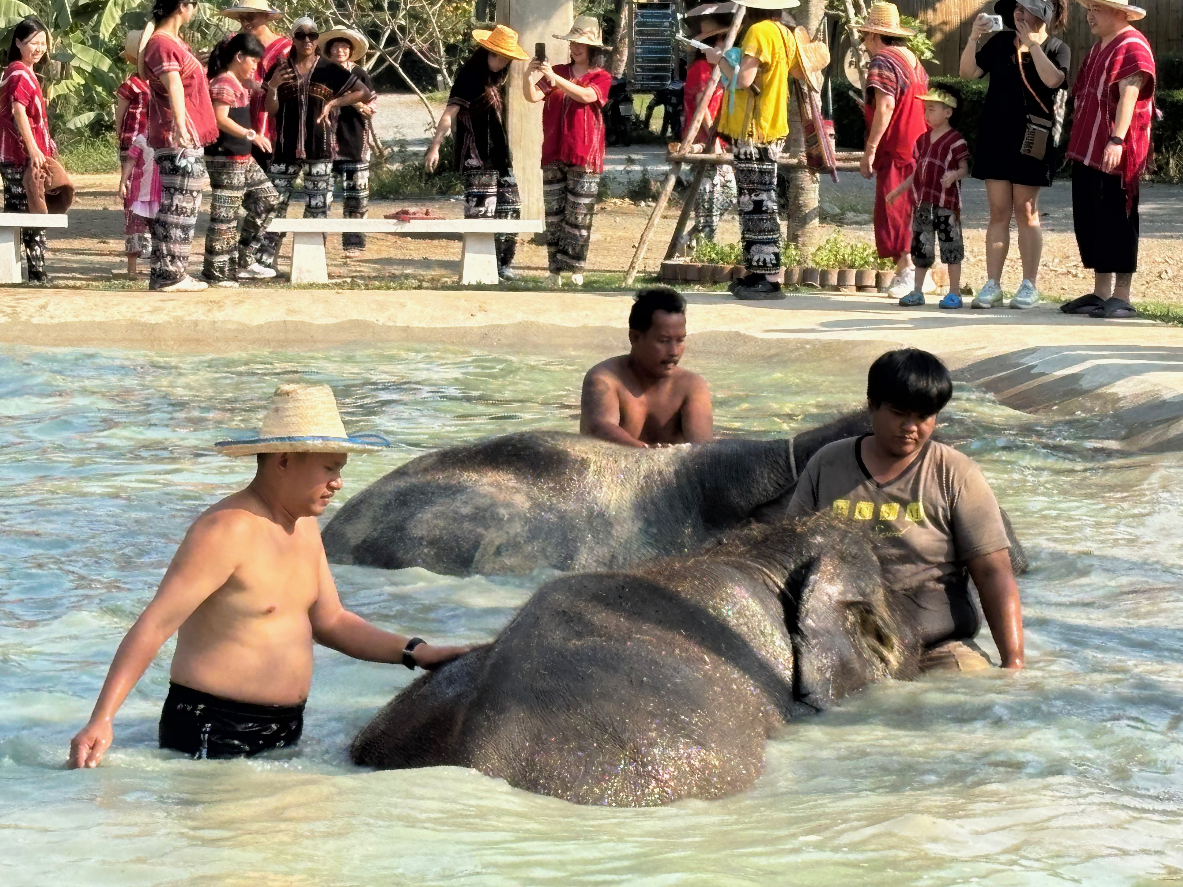 [스타벅스 기프티콘 이벤트] 치앙마이 코끼리 정글 보호 캠프(Elephant Jungle Sanctuary) 방문 - 상세 이미지 5