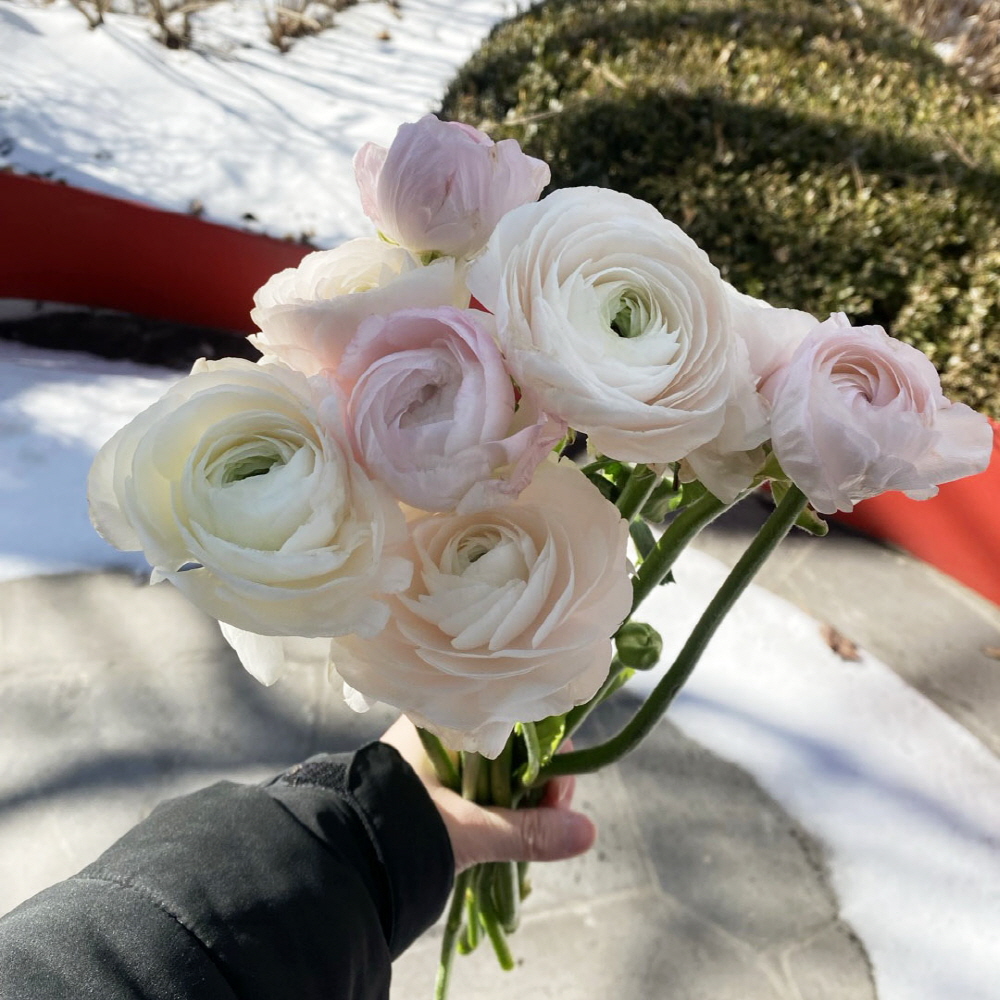 라넌큘러스 생화 꽃다발 꽃배달 싼곳 생화택배 양재꽃시장 이미지 2