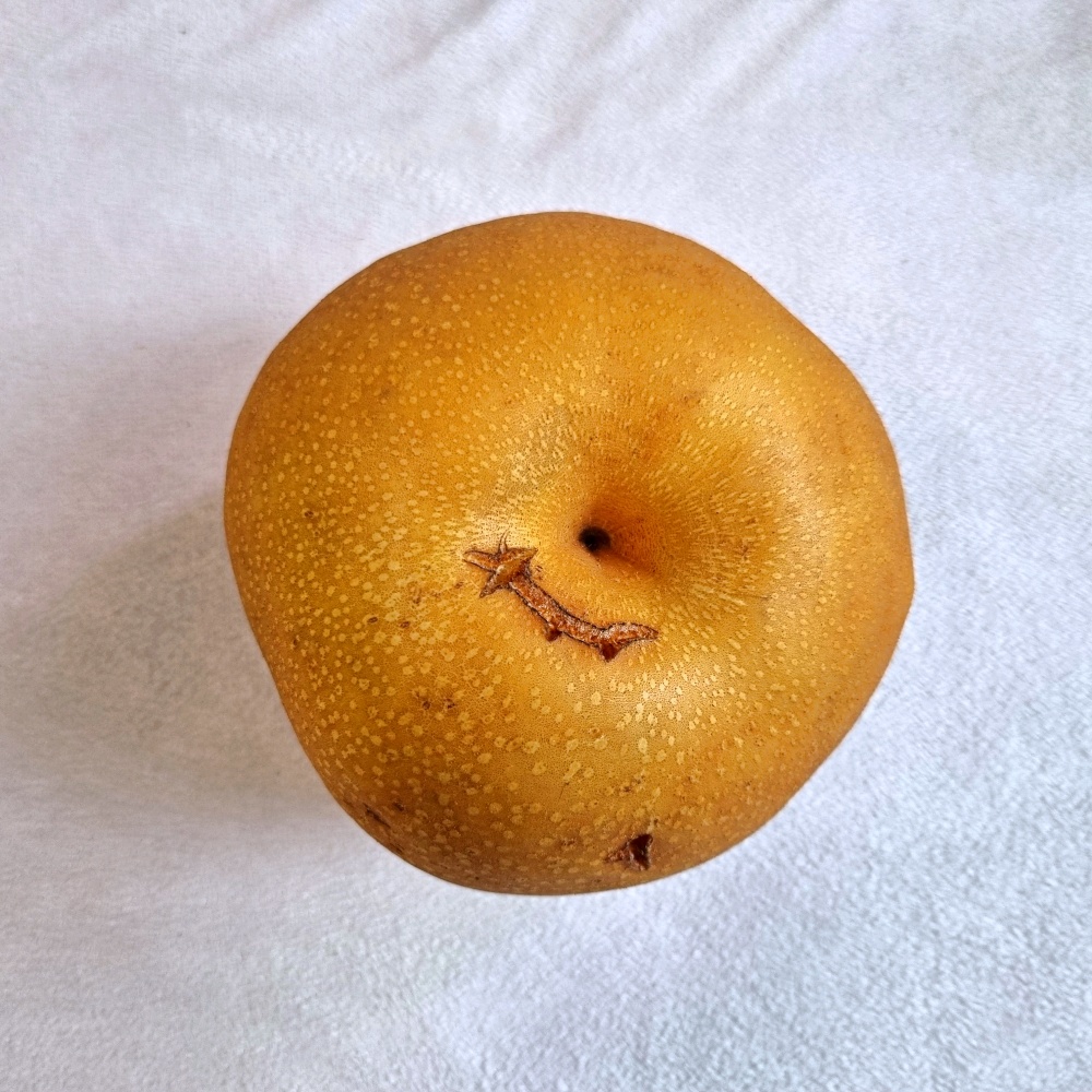 못난이 나주배 15kg 1박스 벌크 가정용 흠과