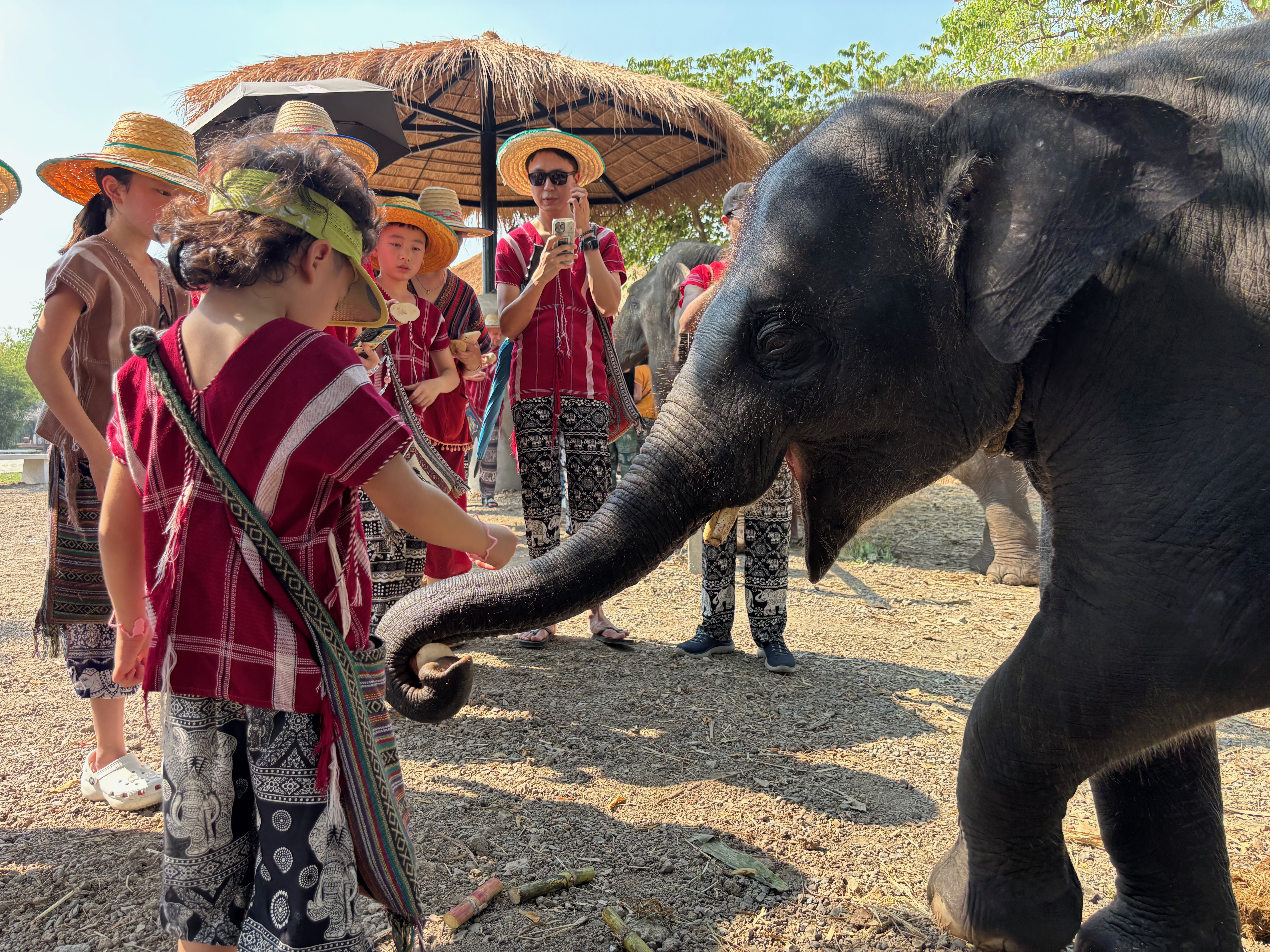 [스타벅스 기프티콘 이벤트] 치앙마이 코끼리 정글 보호 캠프(Elephant Jungle Sanctuary) 방문 - 상세 이미지 2