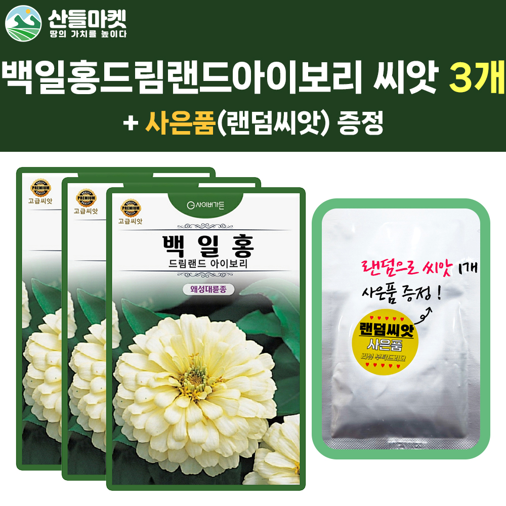 산들마켓 백일홍 씨앗 10립 드림랜드 아이보리 백일홍 왜성대륜 꽃씨 종자 3개+랜덤 씨앗 1개 증정 : 산들마켓샵