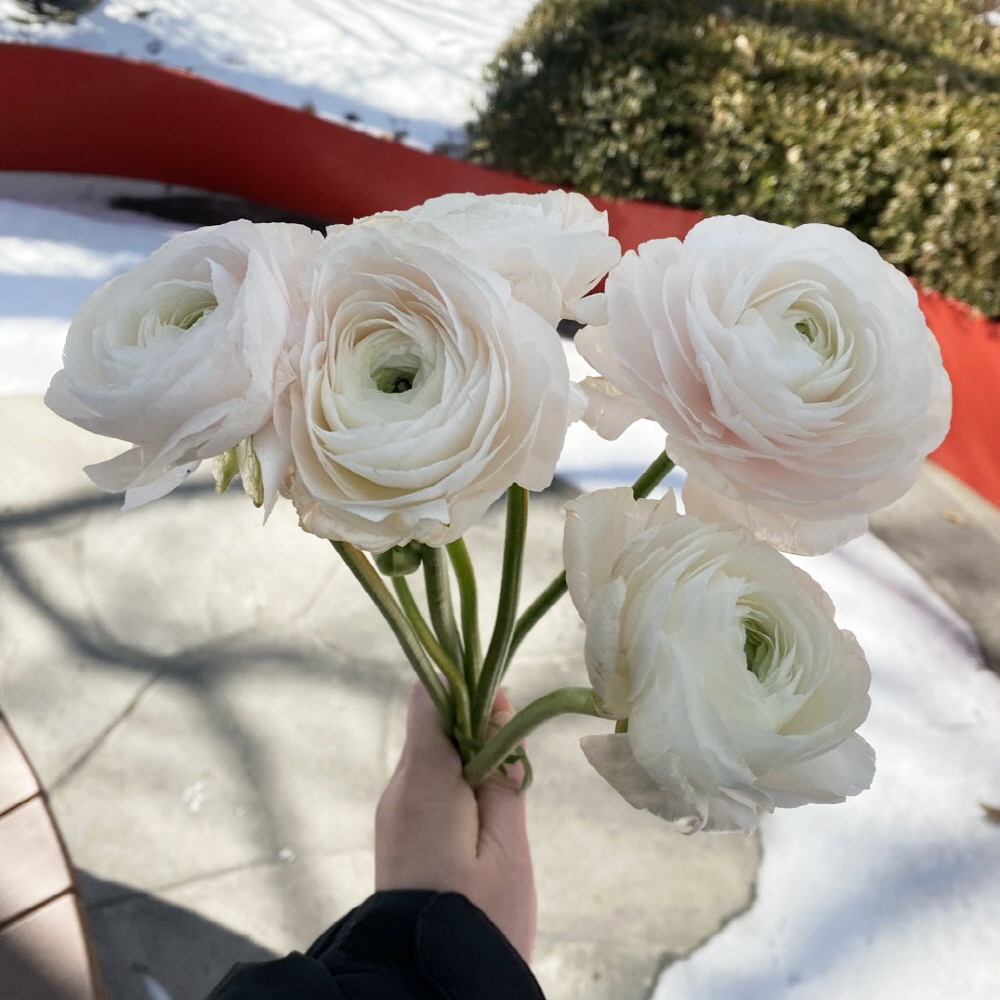 라넌큘러스 생화 꽃다발 꽃배달 싼곳 생화택배 양재꽃시장 제품 이미지