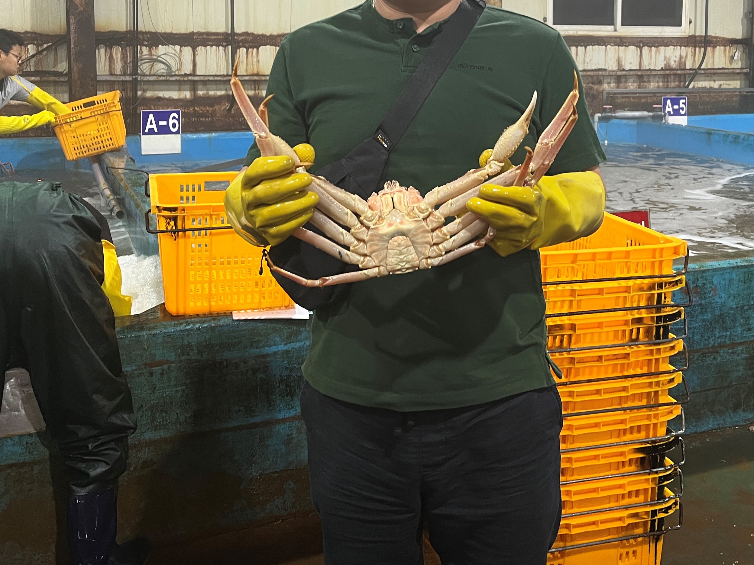 러시아대게 에이급 자숙 박달대게 3kg 선어 활대게 스노우크랩 이미지 3