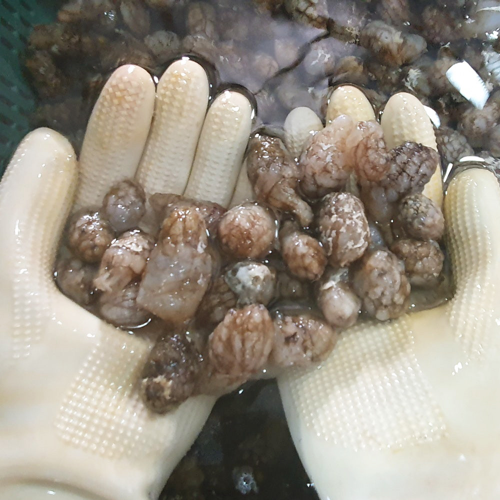 당일채취 통영 생물 국내산 손질 오만둥이 만득이 오만둥이 회 500g - 상세 이미지 3