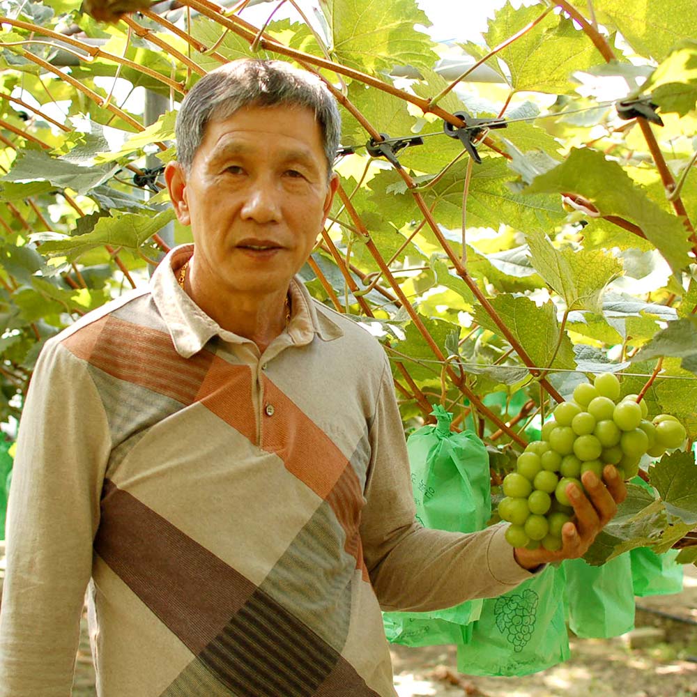 샤인머스켓 고당도 수출용 망고포도 가정용 집들이 제철 추석 명절 부모님 선물세트
