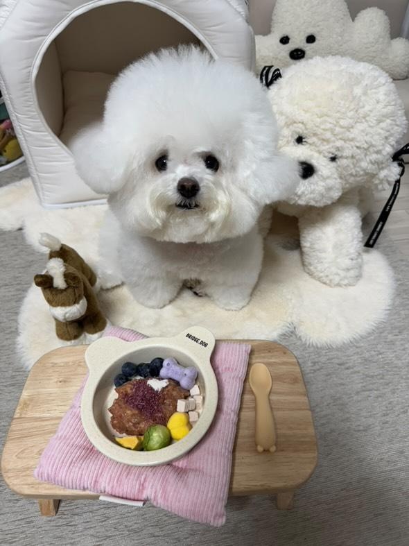 최설x우리나무공방 펫 다이닝 테이블 고양이 강아지밥그릇 식탁 이미지 8