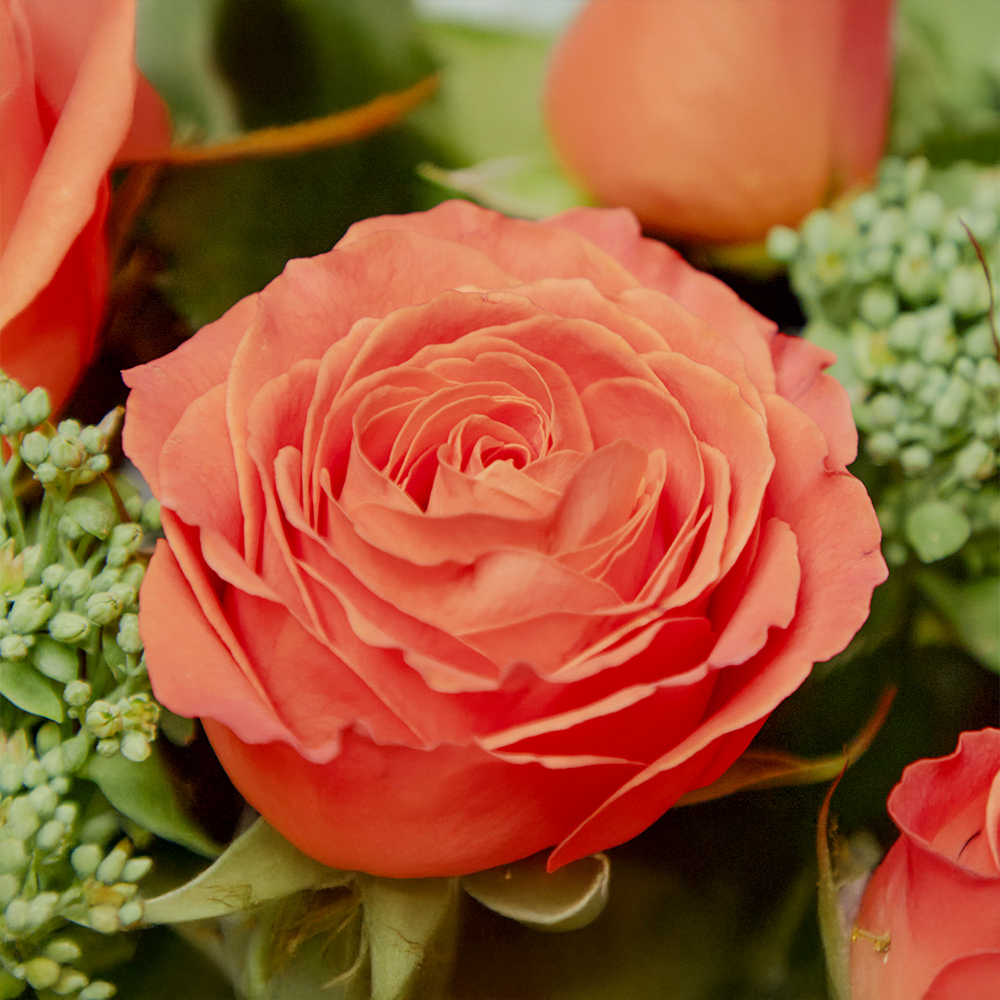 클라린스장미 클라란스 플라워 꽃다발 생화 꽃바구니 생일 기념일 발렌타인데이 전국꽃배달