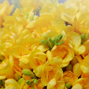 노란 프리지아 플로라 플라워 꽃다발 생화 꽃바구니 생일 기념일 발렌타인데... 솔직 후기 | 실사용자 리뷰 분석 - 상품 이미지 4