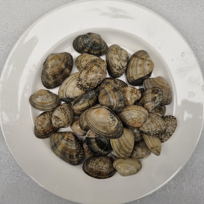 해감 조개 왕 백상합 동죽 참바지락 활바지락 1kg - 상세 이미지 4