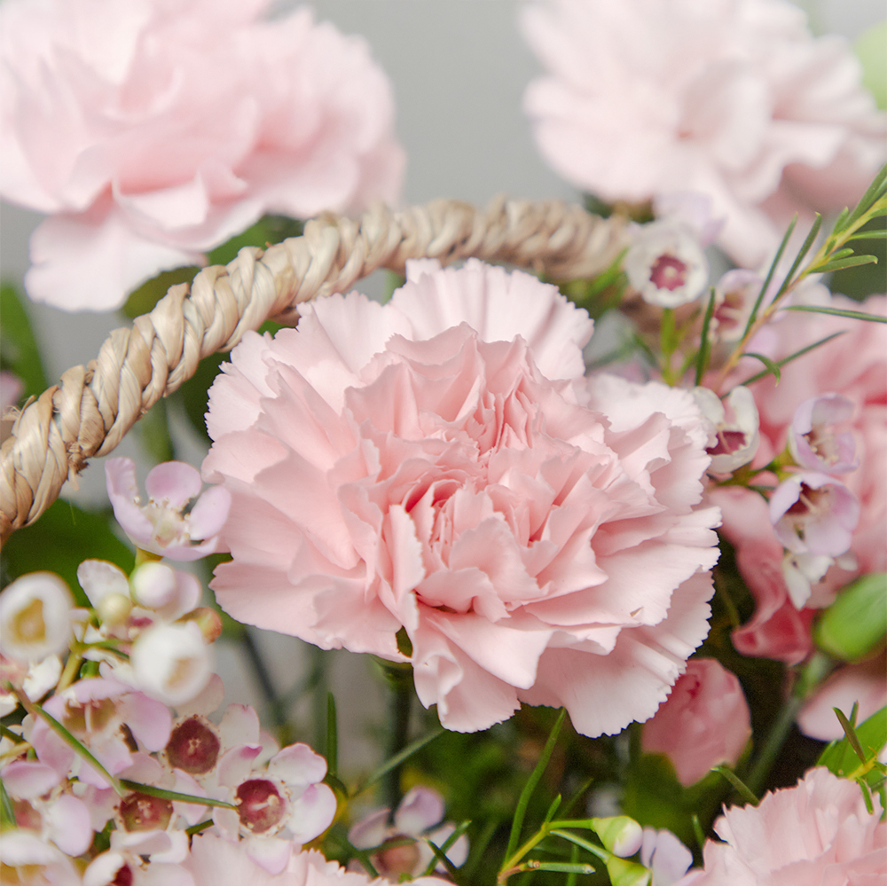 핑크 카네이션 플라워 꽃바구니 생화 꽃다발 생일선물 기념일 어버이날 상견례 전국당일 꽃배달