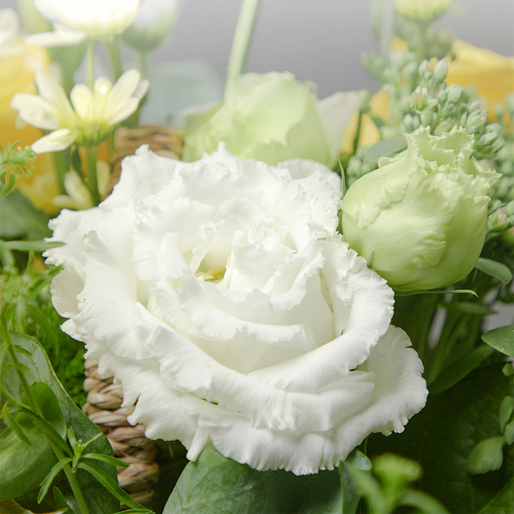 프리마베라 플로라 혼합 플라워 꽃다발 생화 꽃바구니 생일 기념일 발렌타인데이 꽃배달