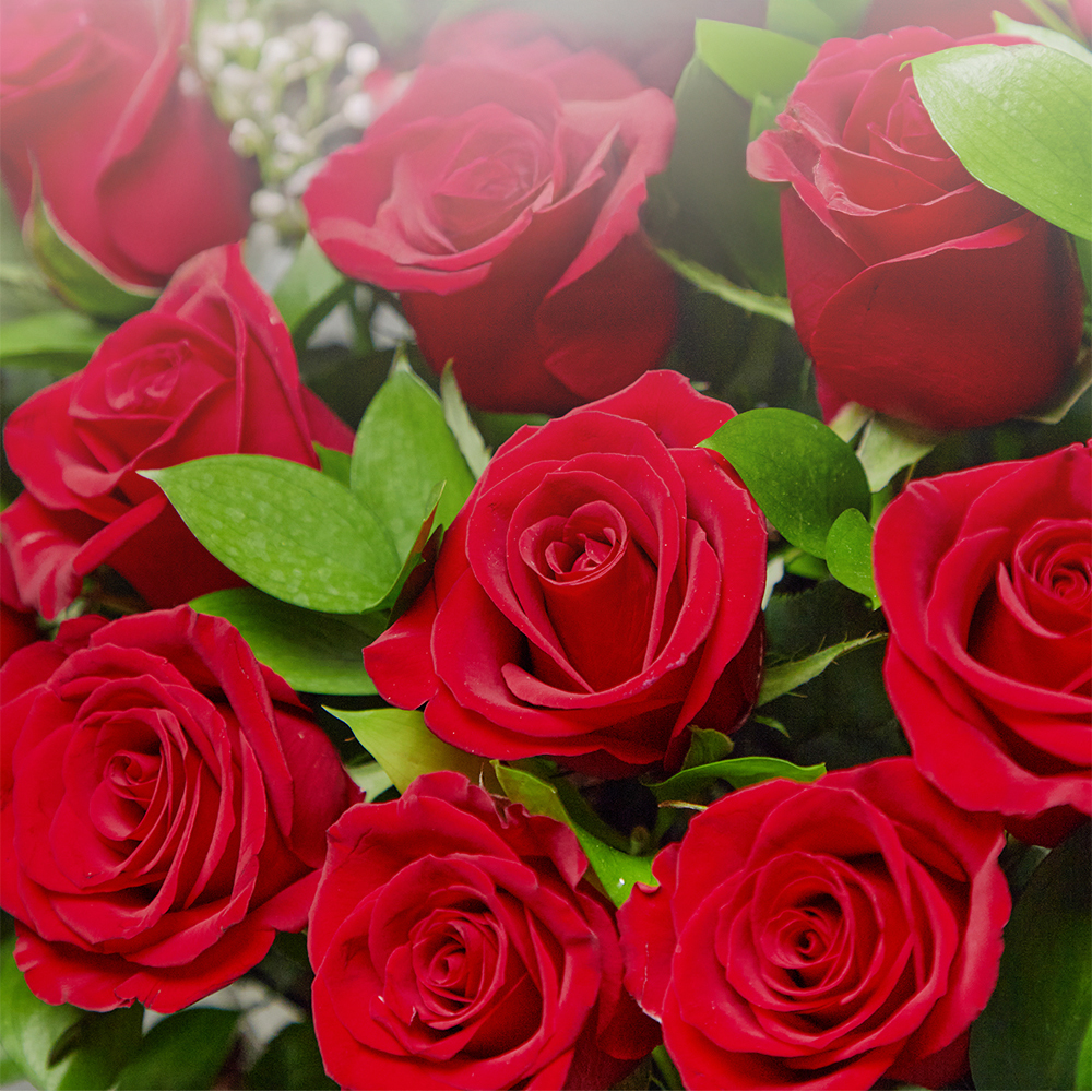 레드장미 빨간 로즈 플라워 꽃다발 생화 꽃바구니 생일 기념일 발렌타인데이 전국꽃배달