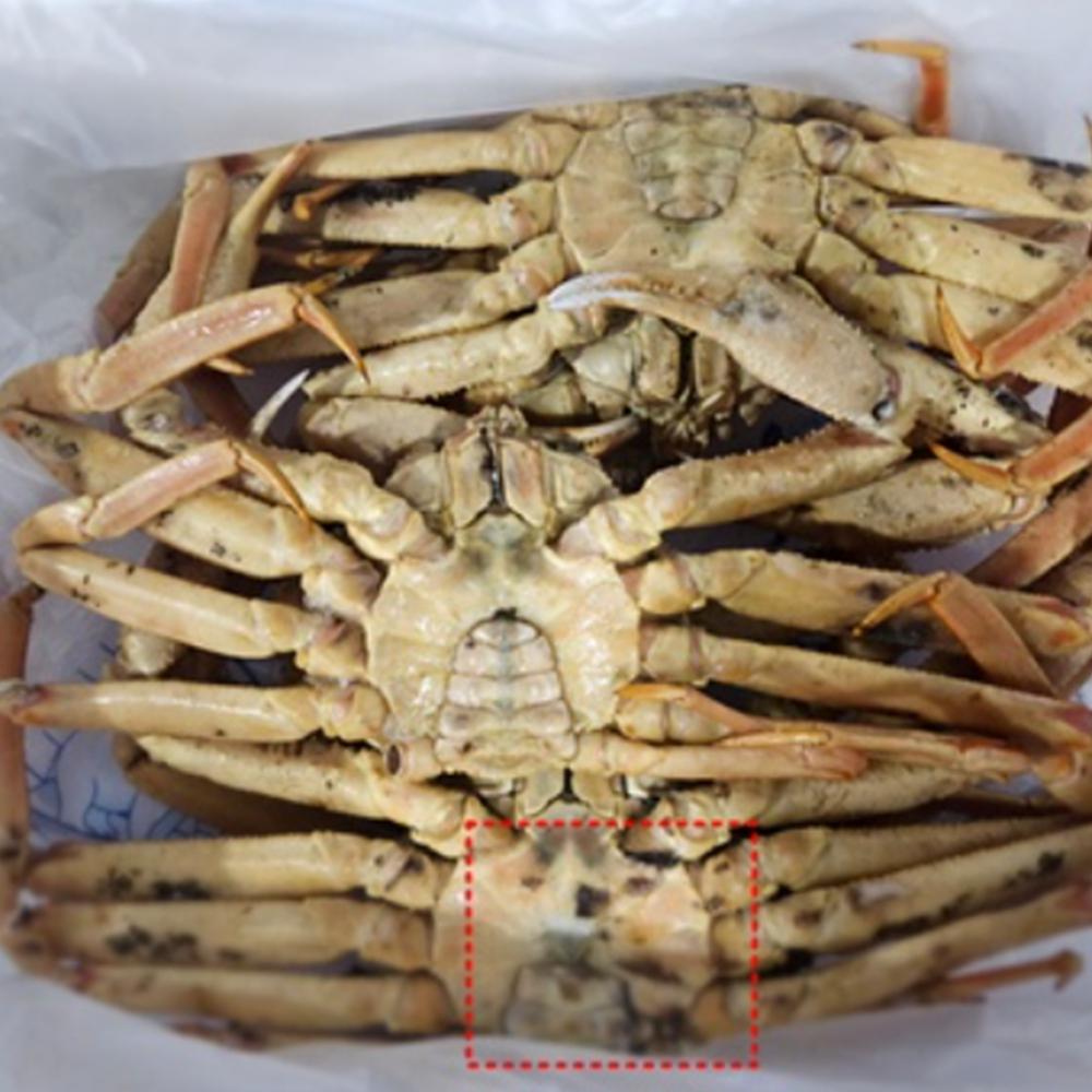 러시아 마가단 자숙 A급 대게 2kg 3kg 2-3미 수율80% 이상 : 더조은 상점
