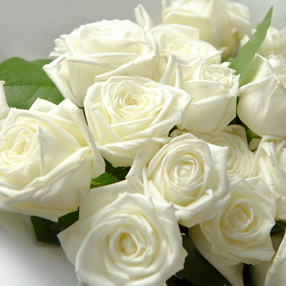 흰장미 화이트로즈 꽃다발 생화 꽃바구니 생일 기념일 브라이덜샤워 꽃배달 꽃배송서비스