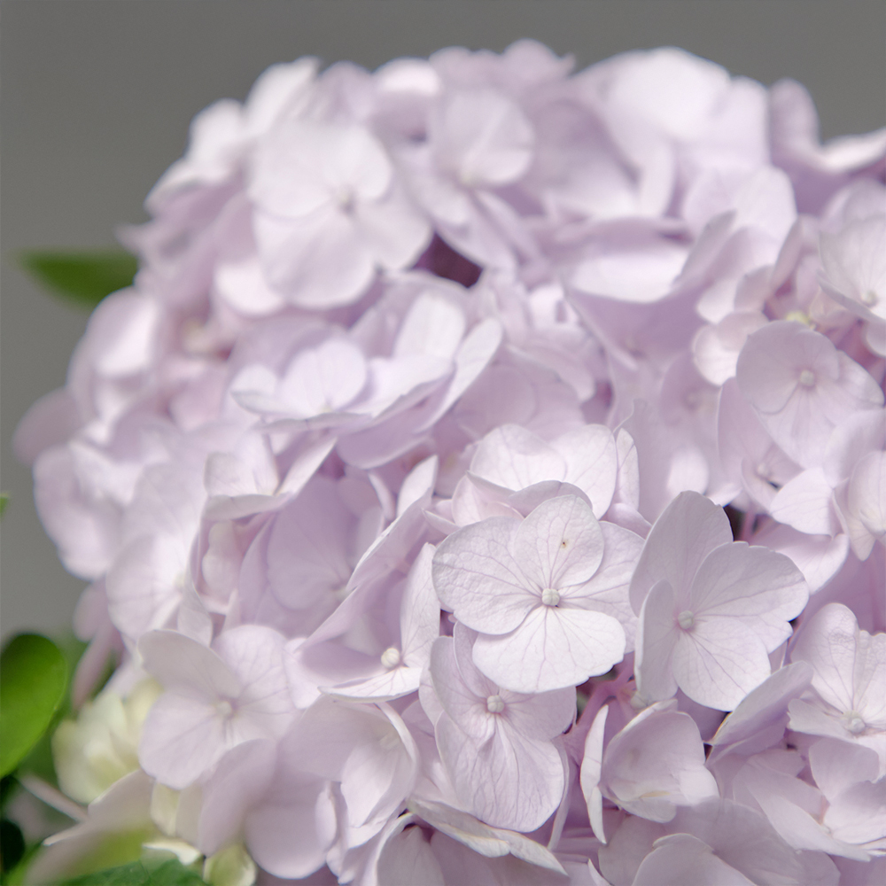 수국 혼합 플라워 꽃다발 생화 꽃바구니 생일 기념일 발렌타인데이 꽃배달 꽃배송서비스