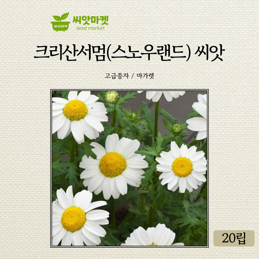 KS종묘 크리산서멈 꽃 씨앗 20립 스노우랜드 국화과 다년생 크리산세멈 꽃씨 종자 : 양동씨앗마켓