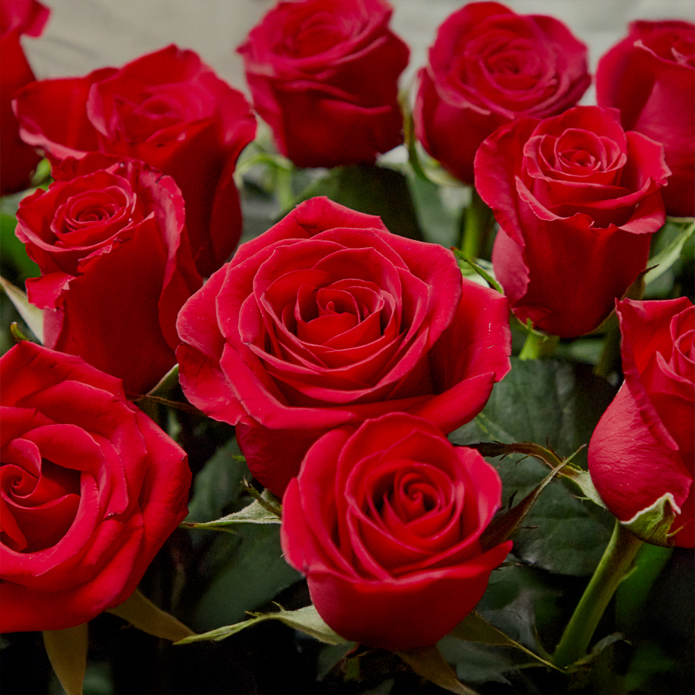 레드장미 빨간 로즈 플라워 꽃다발 생화 꽃바구니 생일 기념일 발렌타인데이 전국꽃배달