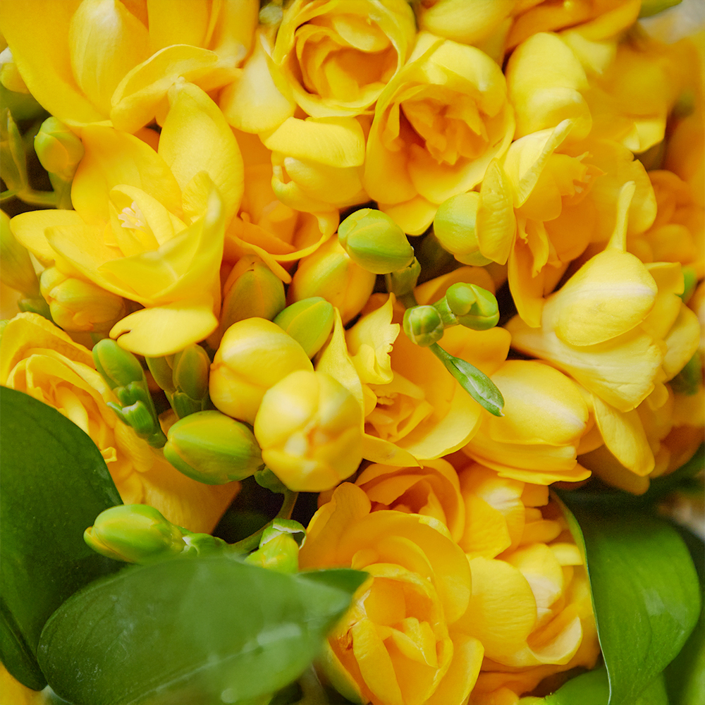 노란 프리지아 플로라 플라워 꽃다발 생화 꽃바구니 생일 기념일 발렌타인데이 전국꽃배달 이미지 2