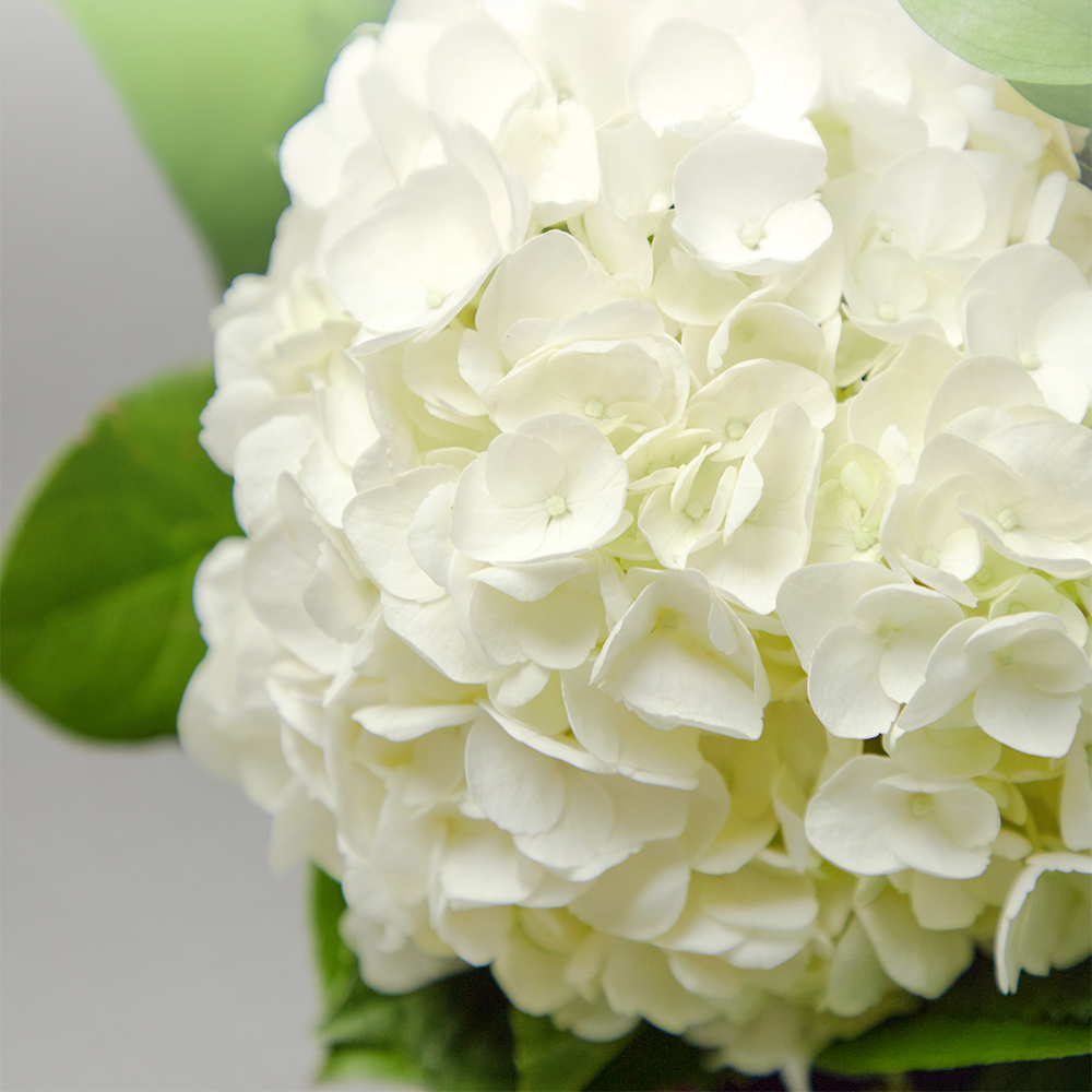 수국 혼합 플라워 꽃다발 생화 꽃바구니 생일 기념일 발렌타인데이 꽃배달 꽃배송서비스