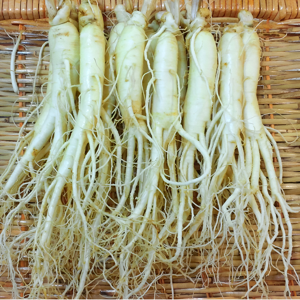 금산인삼 인삼꿀절임 원수삼 중 1채