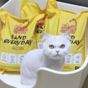 샌드에브리데이 먼지없는 응고형 벤토나이트 고양이모래 무향, 6kg, 3개 솔직 후기 | 실제 사용자 리뷰 총정리 - 상품 이미지 4
