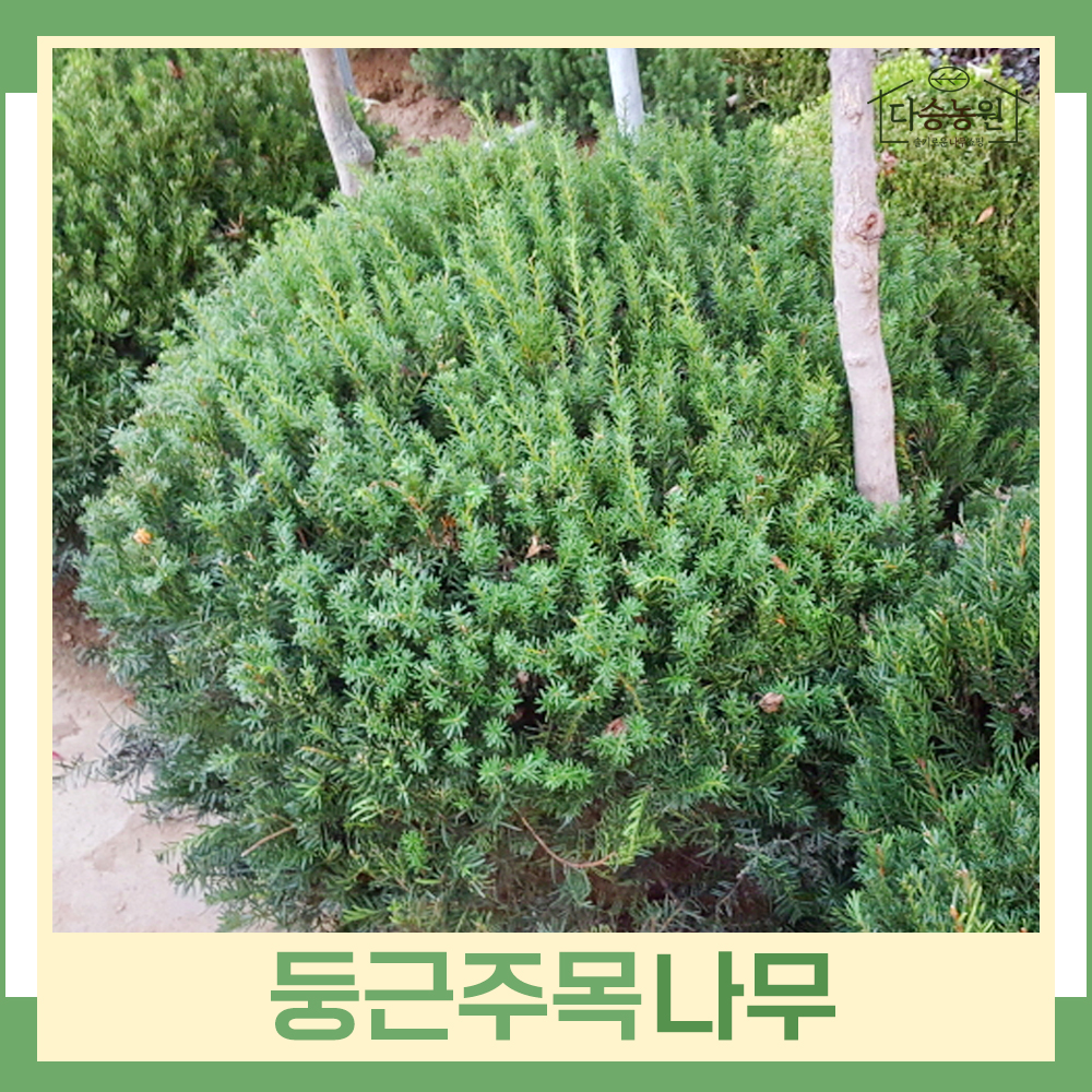 둥근주목 폭60cm 나무 묘목 (1주) 다승농원 : 다승 농원