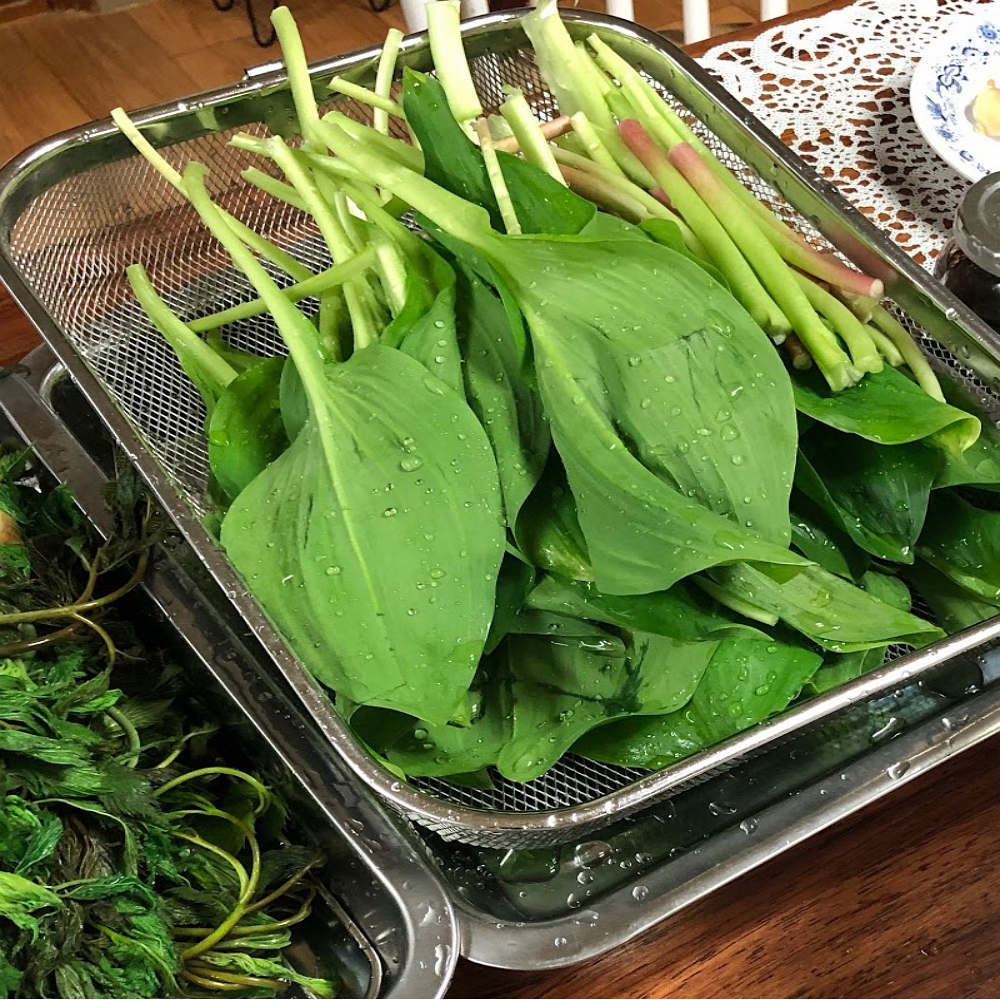 평창 명이 생나물 명이나물 산마늘 곰취 두릅 엄나무순 곤달비 장아찌 이미지 6