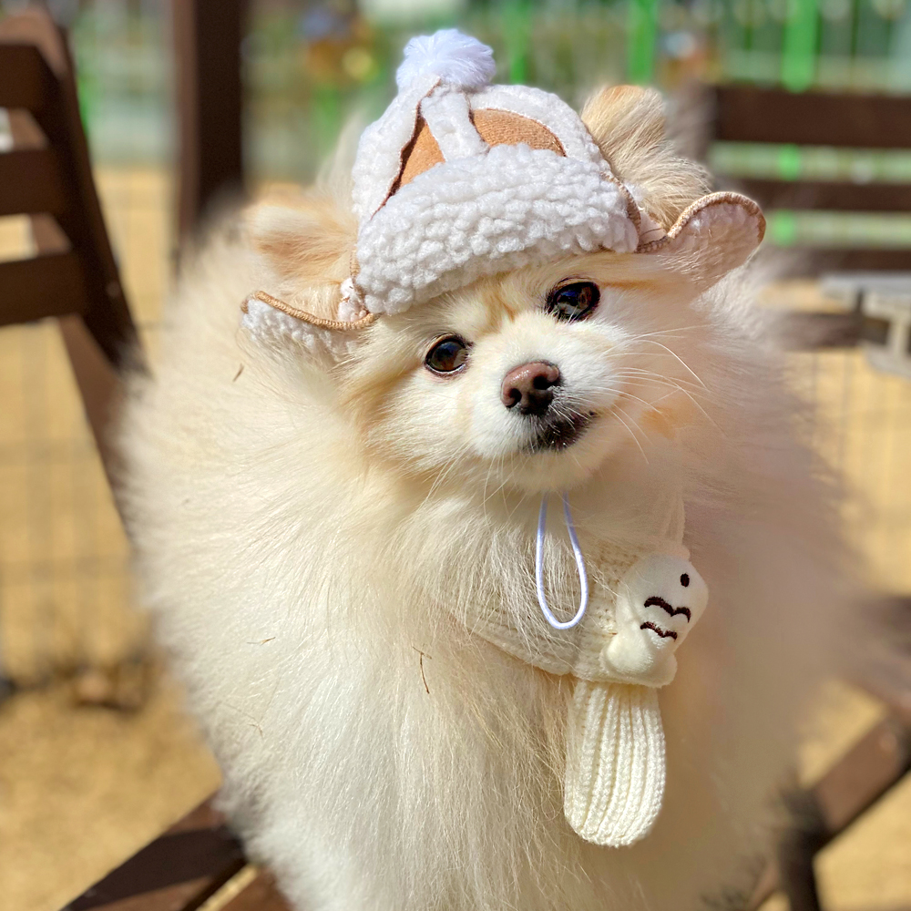 댕냥이 군밤 양털 모자 강아지 고양이 귀도리 반려동물 겨울
