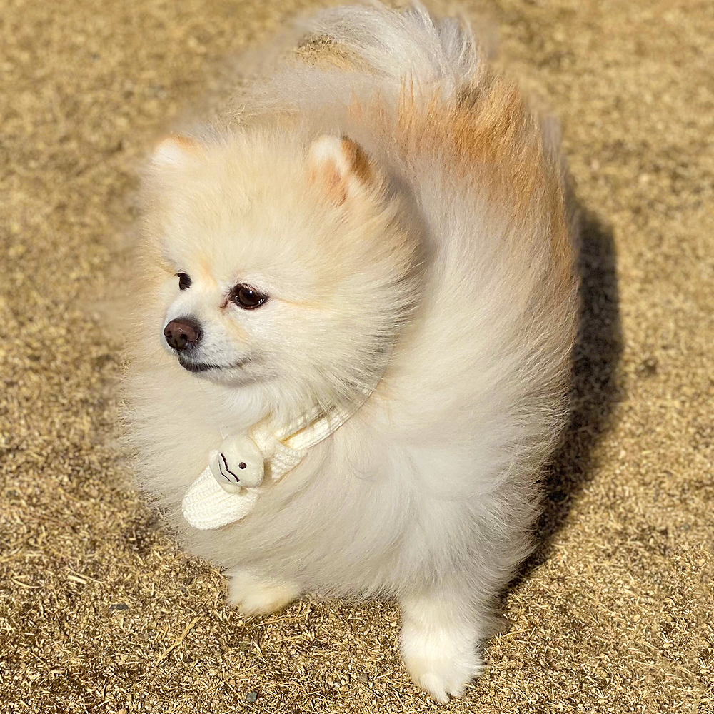 붕어빵 목도리 강아지 고양이 니트 머플러 스카프 악세사리 이미지 8
