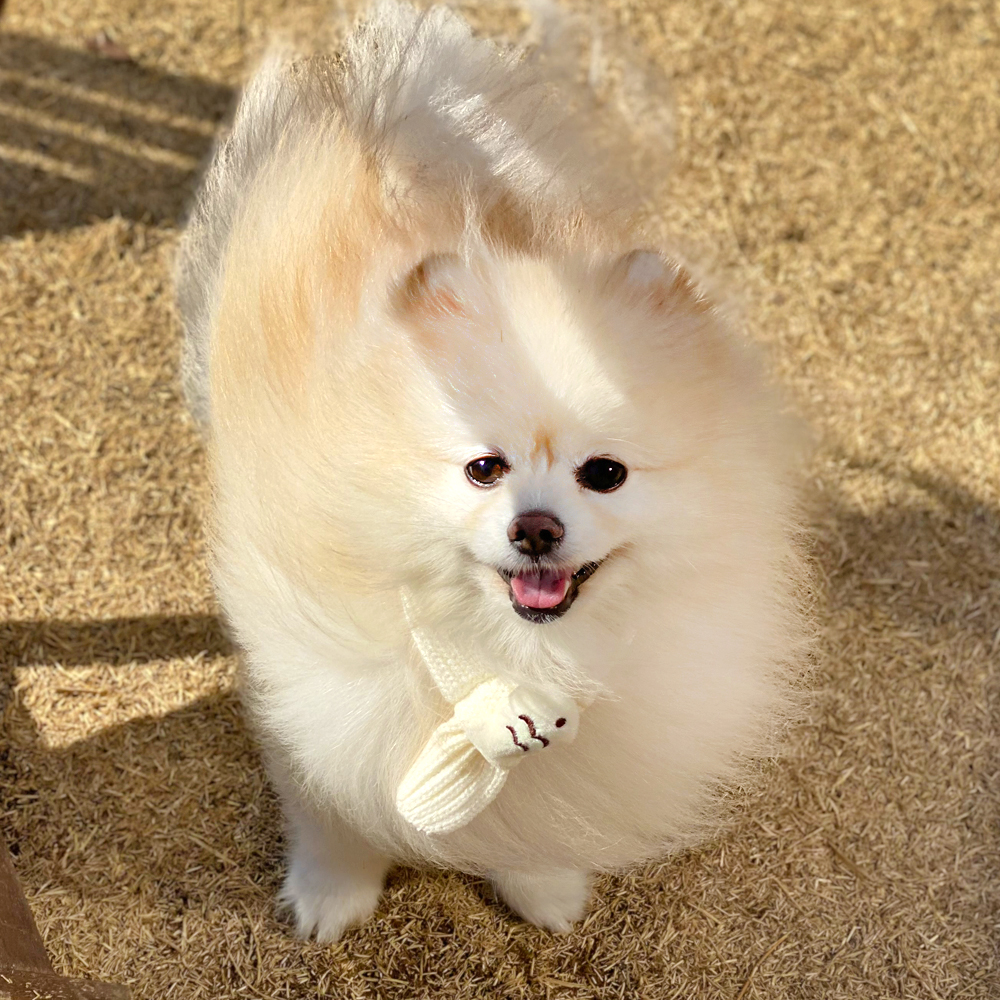 붕어빵 목도리 강아지 고양이 니트 머플러 스카프 악세사리 이미지 6