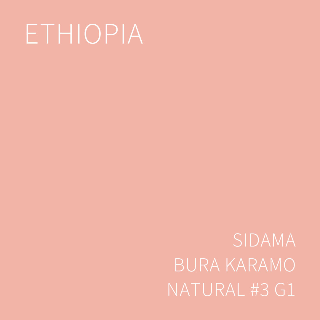 에티오피아 시다마 부라 카라모 내추럴 #3 G1 5KG (ETHIOPIA SIDAMA BURA KARAMO NATURAL #3)
