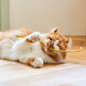 우다다맨숀 뚱뚱이 레더끈 4단 170cm 낚시대 솔직 후기 | 실제 사용자 리뷰 총정리 - 상품 이미지 4