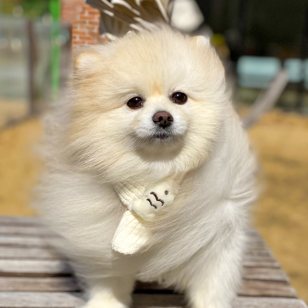 붕어빵 목도리 강아지 고양이 니트 머플러 스카프 악세사리 이미지 7