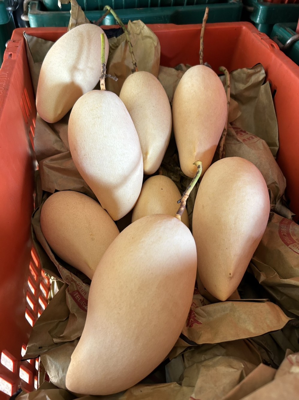 태국 항공직송 수입 생 골드 망고 남독마이 2kg, 1개 - 상세 이미지 3